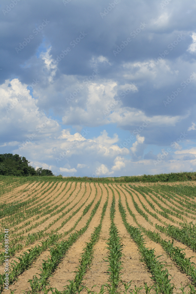 corn crop corn crop