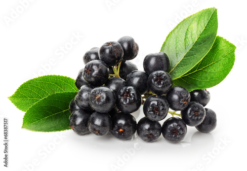 black ashberry isolated on the white background photo