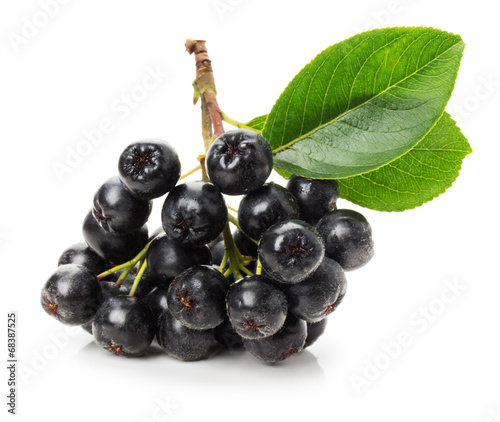 Branch of black chokeberry (Aronia melanocarpa) isolated on the