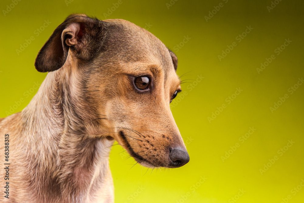 Portrait of small brown short hair dachshund dog