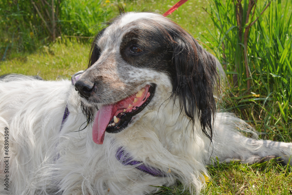 English Setter