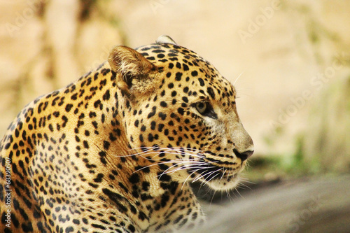 leoparddo