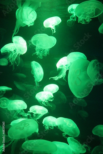 Fotografie jellyfish glows underwater background bioluminescence copy space stock, photo, p