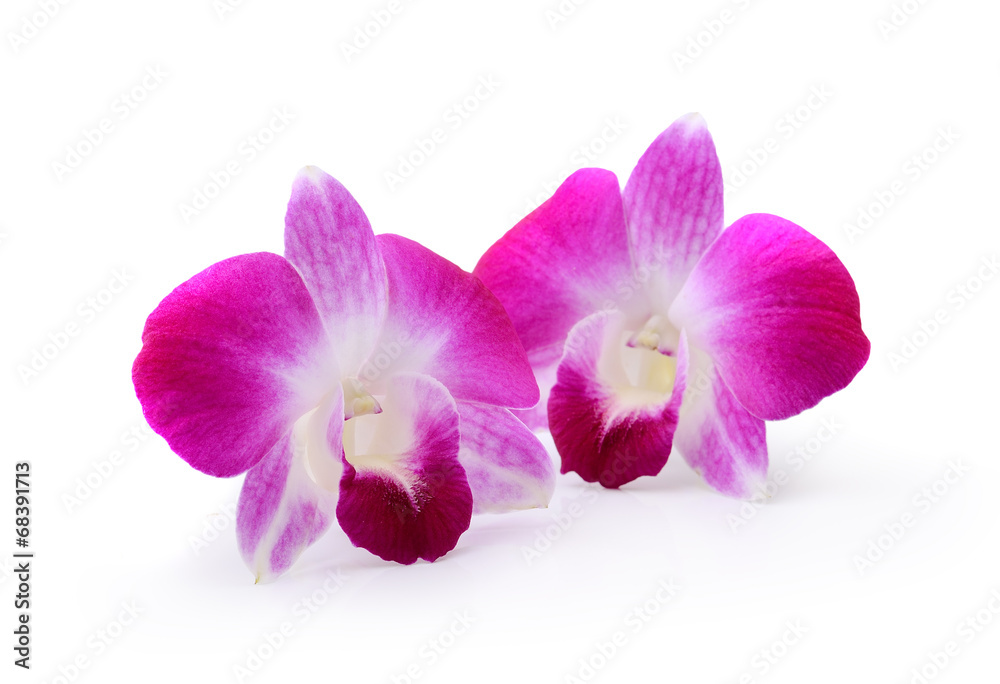 Purple Orchid Flower isolated on white background Purple Orchid Flower isolated on white background