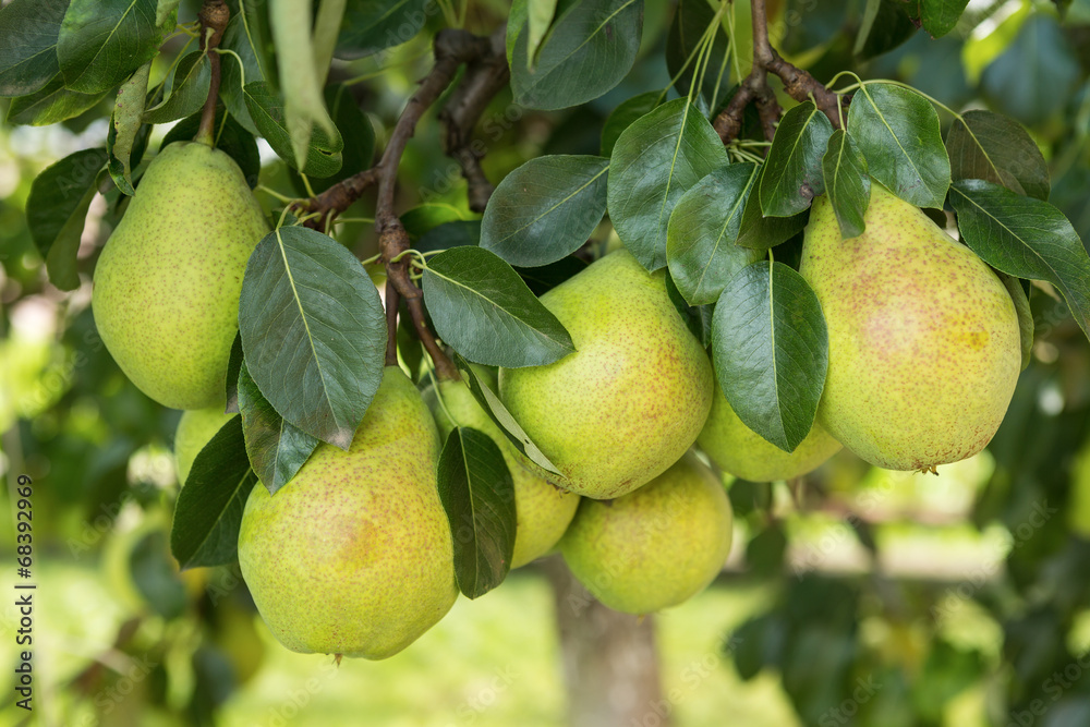 Fresh ripe pears on the pear tree - obrazy, fototapety, plakaty 