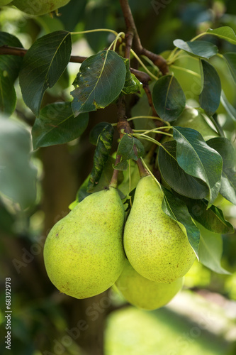 Fresh ripe pears on the pear tree