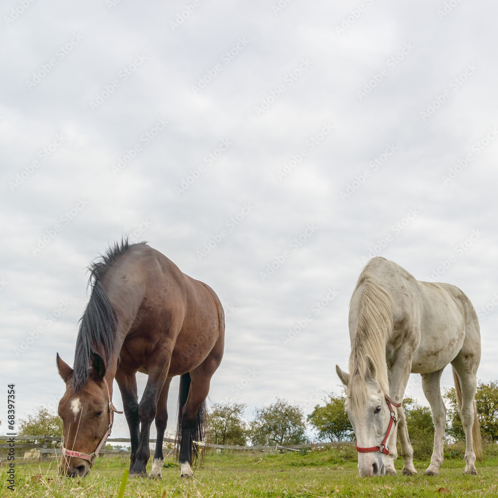Fototapeta premium horse