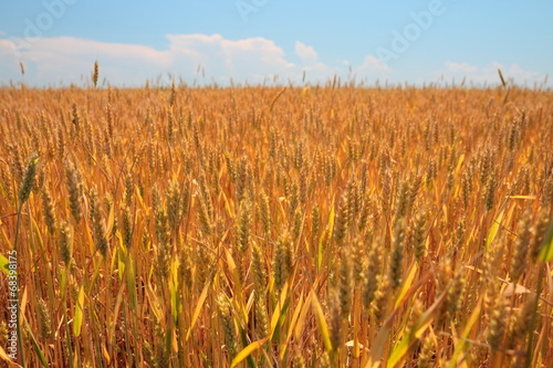 Wheat field and blue sky