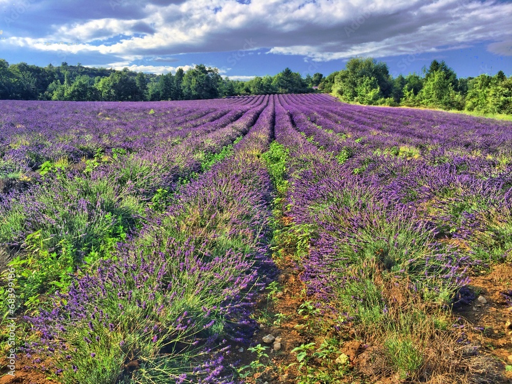 Obraz premium Lavendelfeld in der Provence