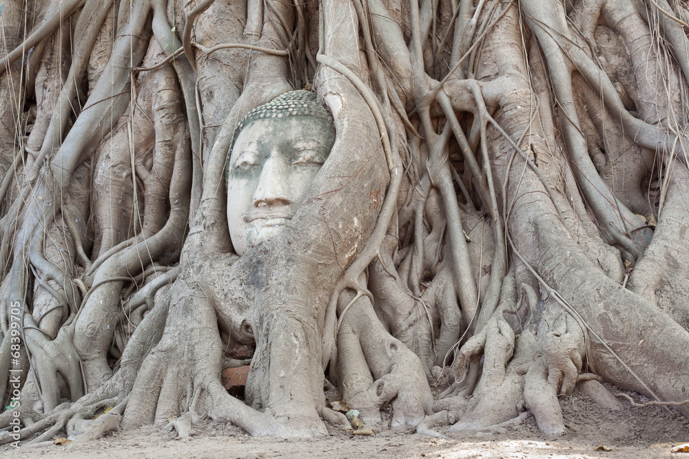 tête de bouddha,  wat phra mahathat, Thaïlande