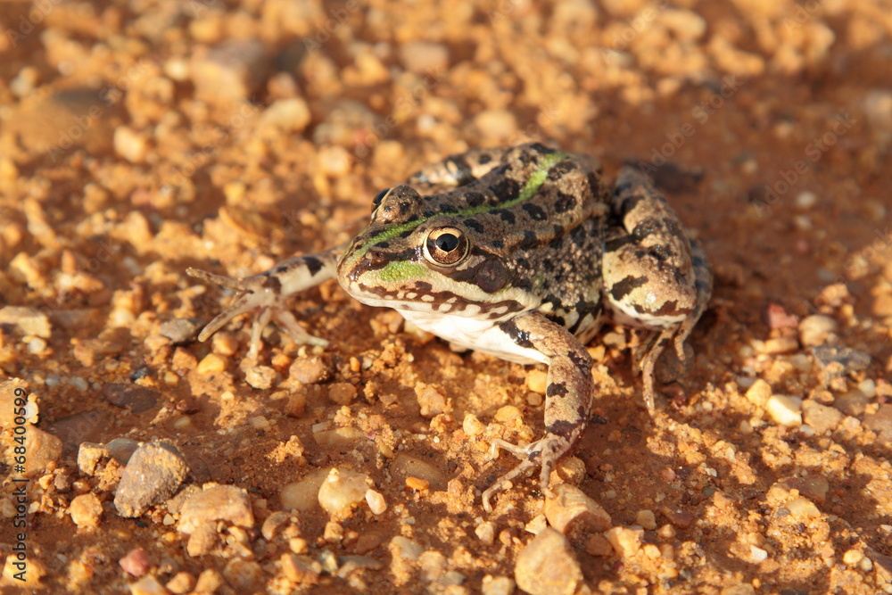 Fototapeta premium Rana común. Pelophylax perezi. El Páramo, León.