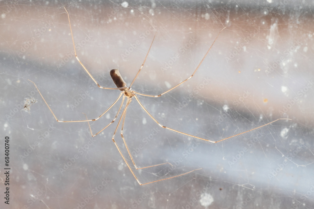 Pholcus phalangioides. Araña de patas largas, Araña calavera. foto de ...