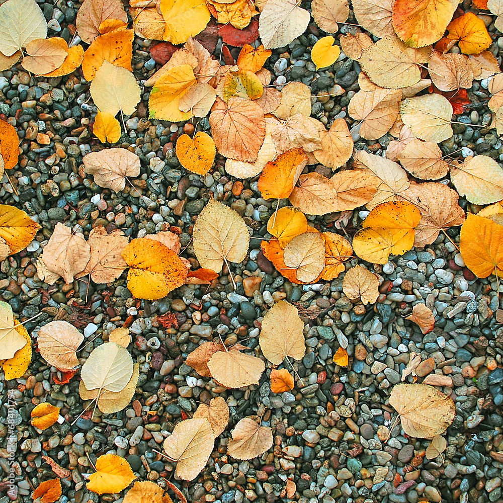 Autumn wet leaves background over rocks Autumn wet leaves background over rocks