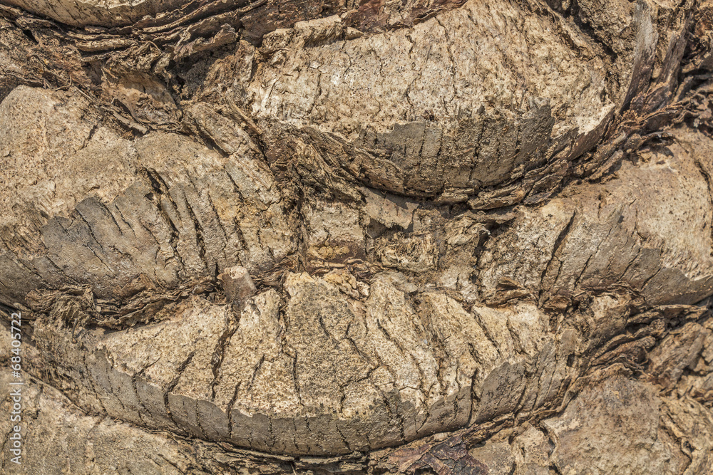 Texture - tree bark. Beauty tree bark of palm. Texture - tree bark. Beauty tree bark of palm.