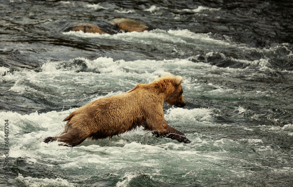 Fototapeta premium Bear on Alaska