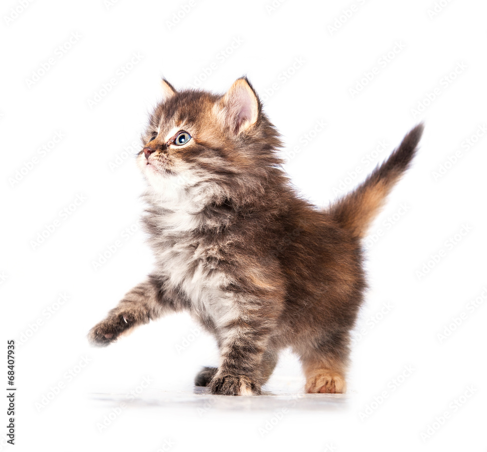 Obraz premium Adorable little playful kitten with paw up