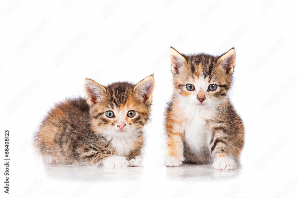 Two adorable little tabby kittens Two adorable little tabby kittens
