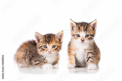 Two adorable little tabby kittens