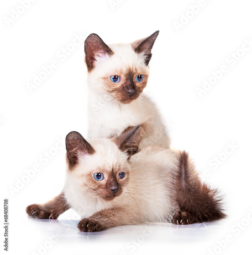 Two adorable siamese kittens photo