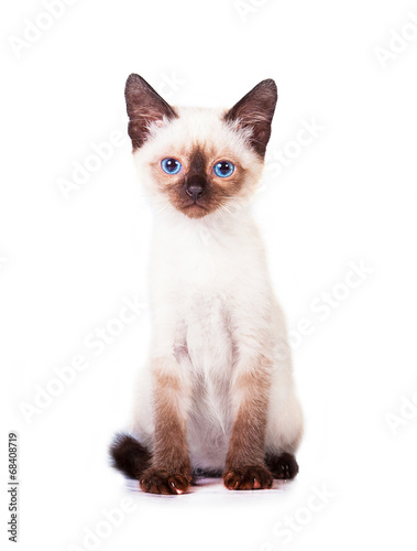 Adorable siamese kitten with blue eyes