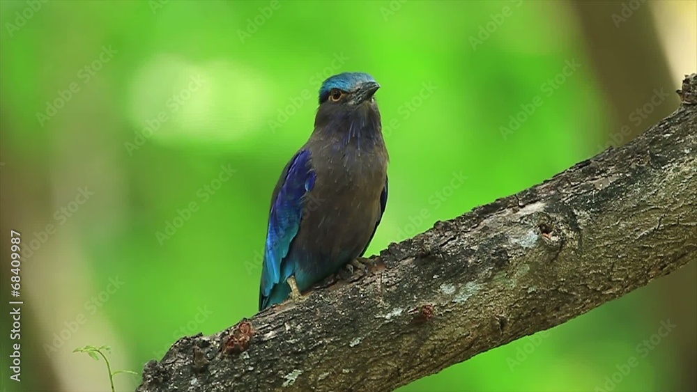 Indian roller (Coracias benghalensis) on the branch Indian roller (Coracias benghalensis) on the branch