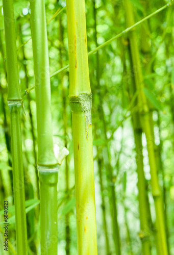 Canna di bamb  