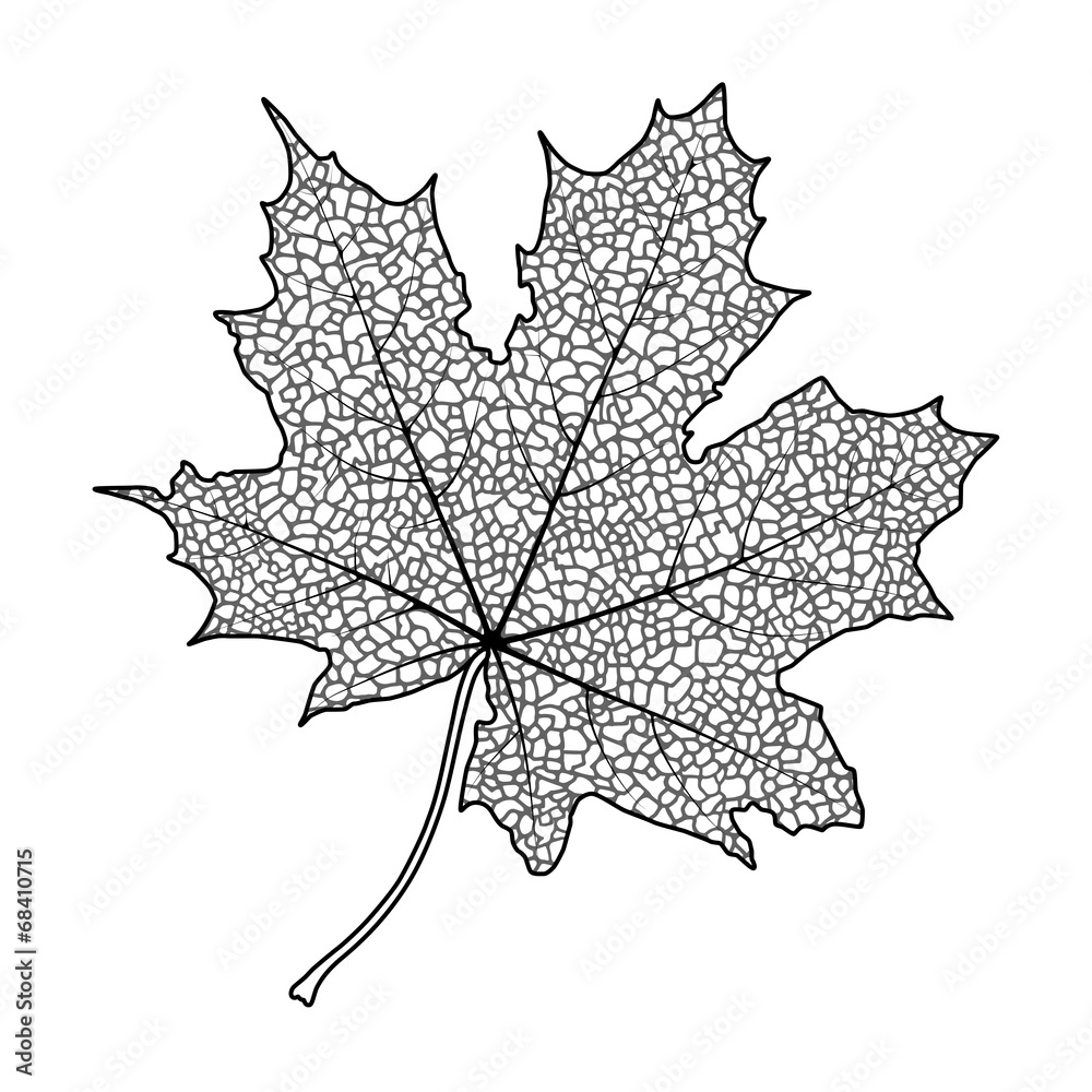 Silhouette of the textured maple leaf, vector illustration. Silhouette of the textured maple leaf, vector illustration.