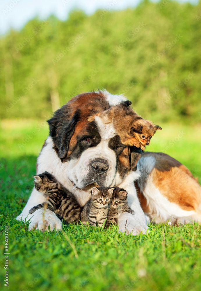 Saint bernard dog with little kittens and toy terrier puppy Saint bernard dog with little kittens and toy terrier puppy