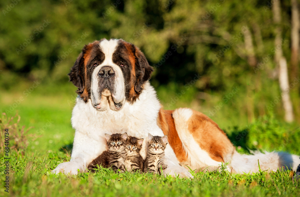 Saint bernard dog with little kittens