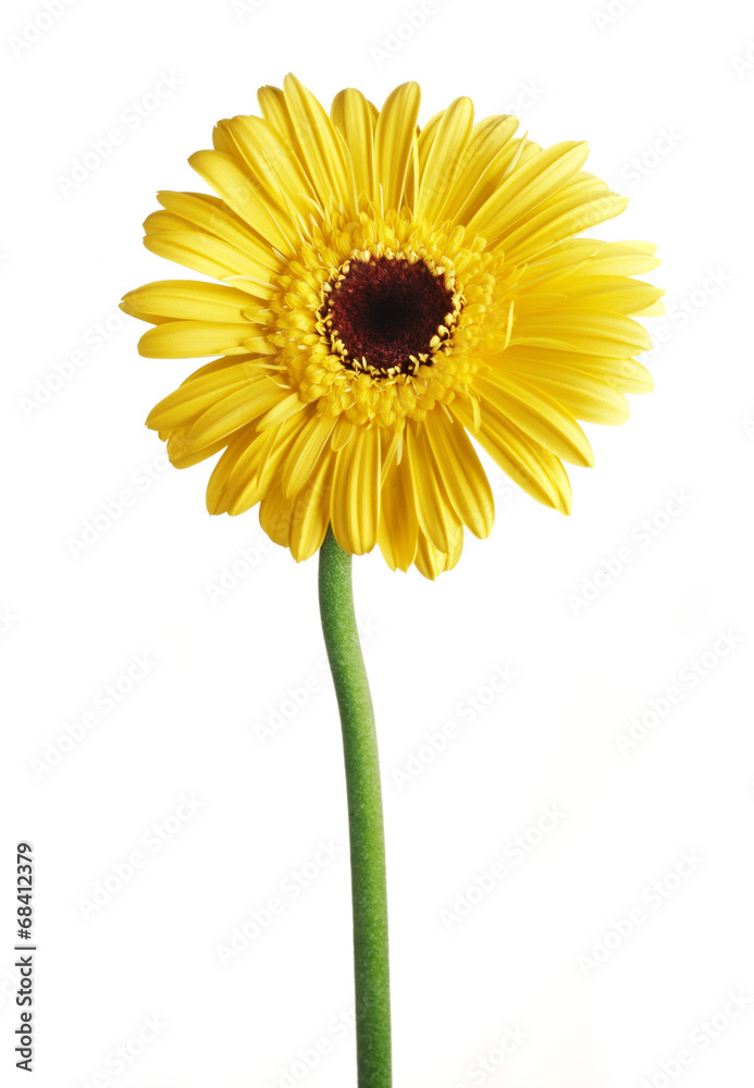 yellow gerbera yellow gerbera