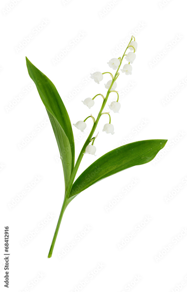 Obraz premium Lily of the valley flowers