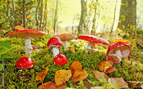 fly agaric toadstool in a autumn forest