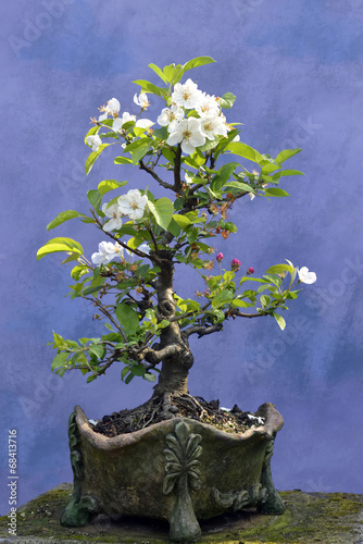 Bonsai tree apple tree