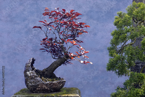 Bonsai tree red Plum