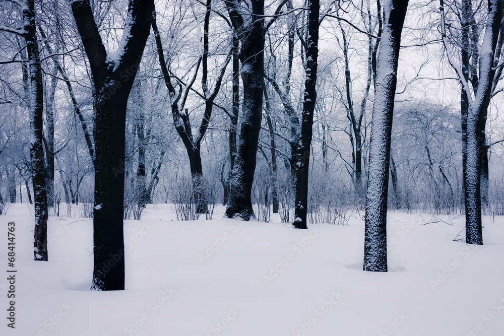 Snowy trees Snowy trees