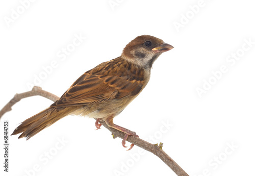 House Sparrow against isolated on a white background