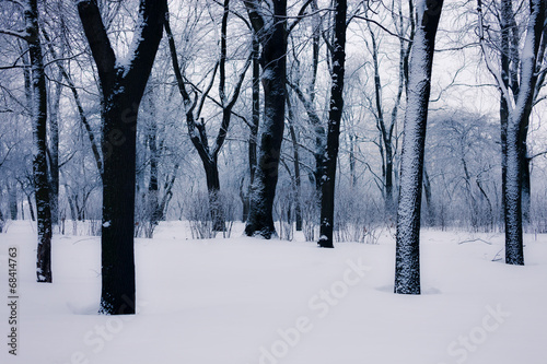Snowy trees © Nickolay Khoroshkov