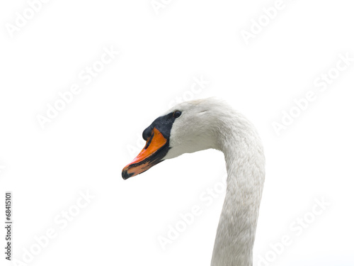 Mute swan - cygnus olor - looking out