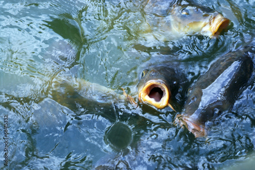 Fotografija Flock of carps