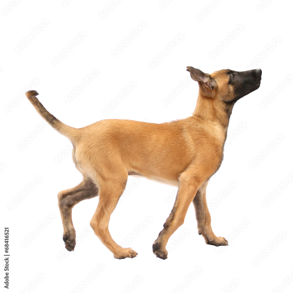 Tier Hund Welpe Malinois laufen Schäferhund Stock Photo | Stock
