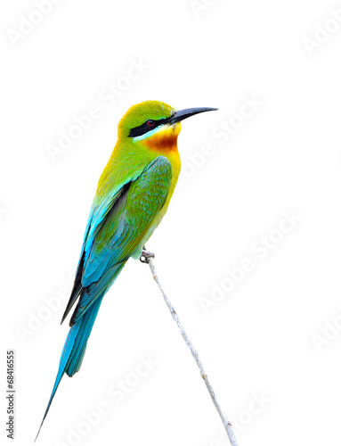 bee Eater bird