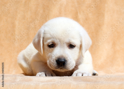yellow labrador puppy portrait close up