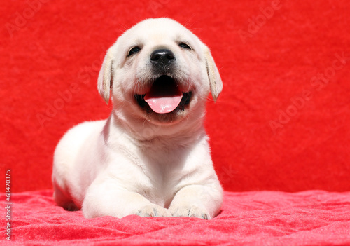 happy yellow labrador puppy smiling portrait on red © yarvet