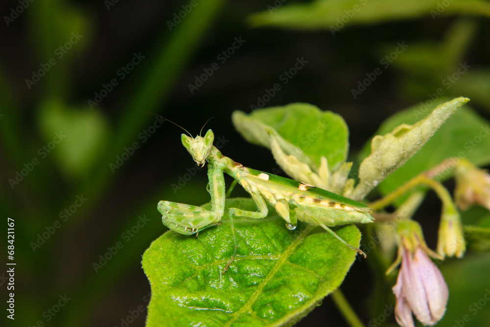 green grasshopper perching on a leaf green grasshopper perching on a leaf