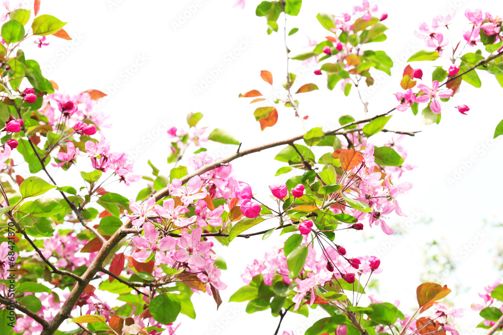 Beautiful spring blossom, outdoors