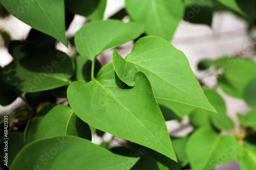 Beautiful spring leaves on tree, outdoors