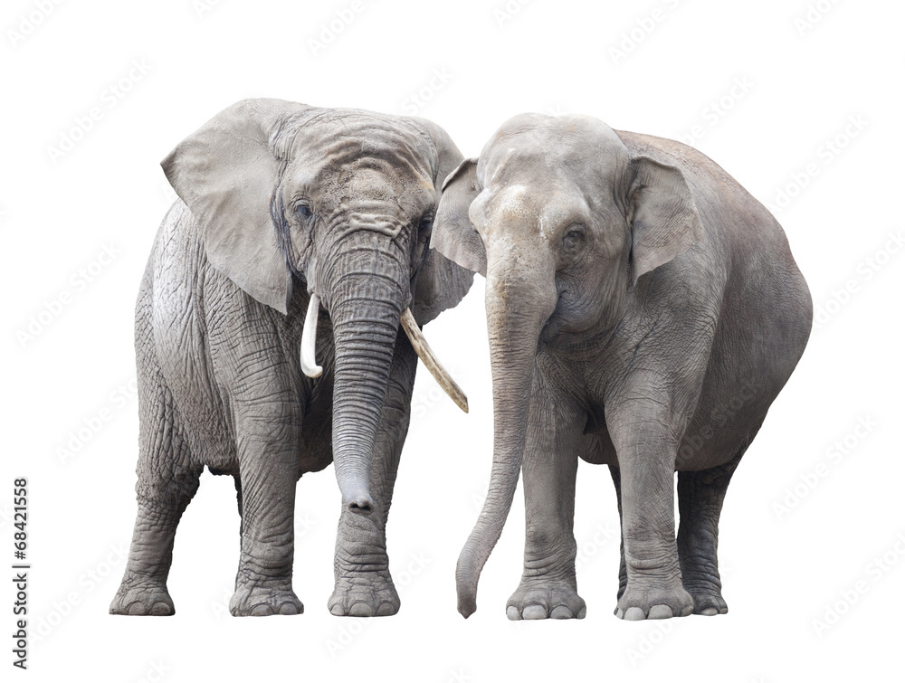 Naklejka premium Pair of elephants isolated on white background