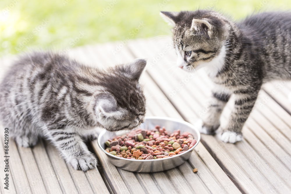 Katzenbaby beim fressen StockFoto Adobe Stock