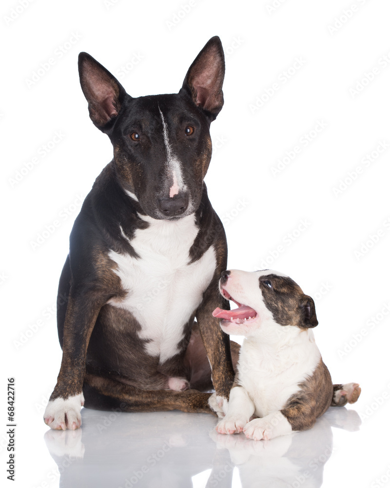 english bull terrier dog with a puppy
