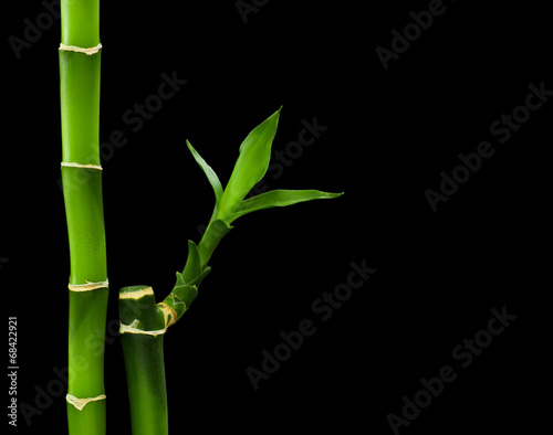 Fototapeta Naklejka Na Ścianę i Meble -  bamboo stalks on black background